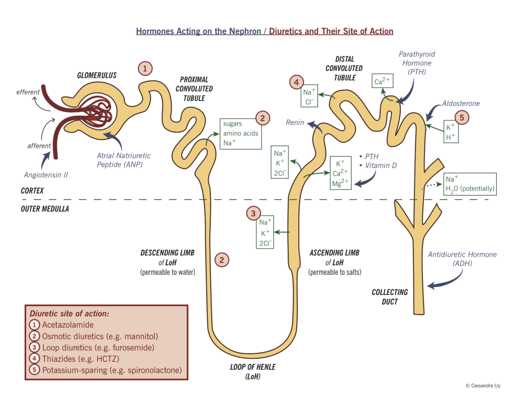 Diuretics and renal hormones McMaster Pathophysiology Review