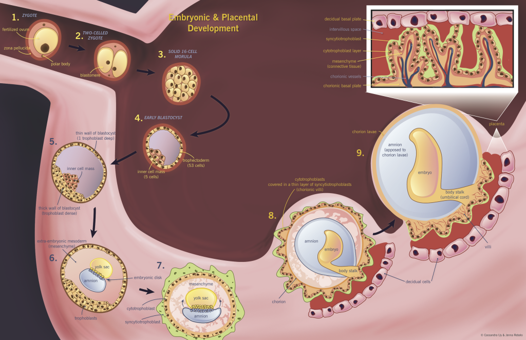 Embryonic And Placental Development McMaster Pathophysiology Review