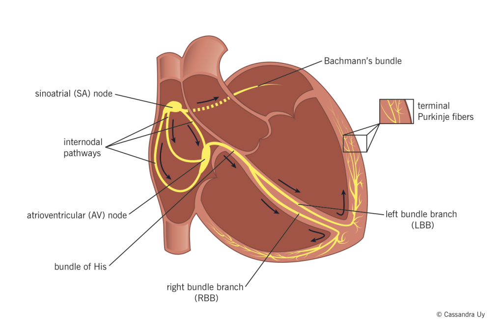 cardiac-conduction-system-mcmaster-pathophysiology-review