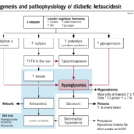 Anabolic Effects Of Insulin | McMaster Pathophysiology Review