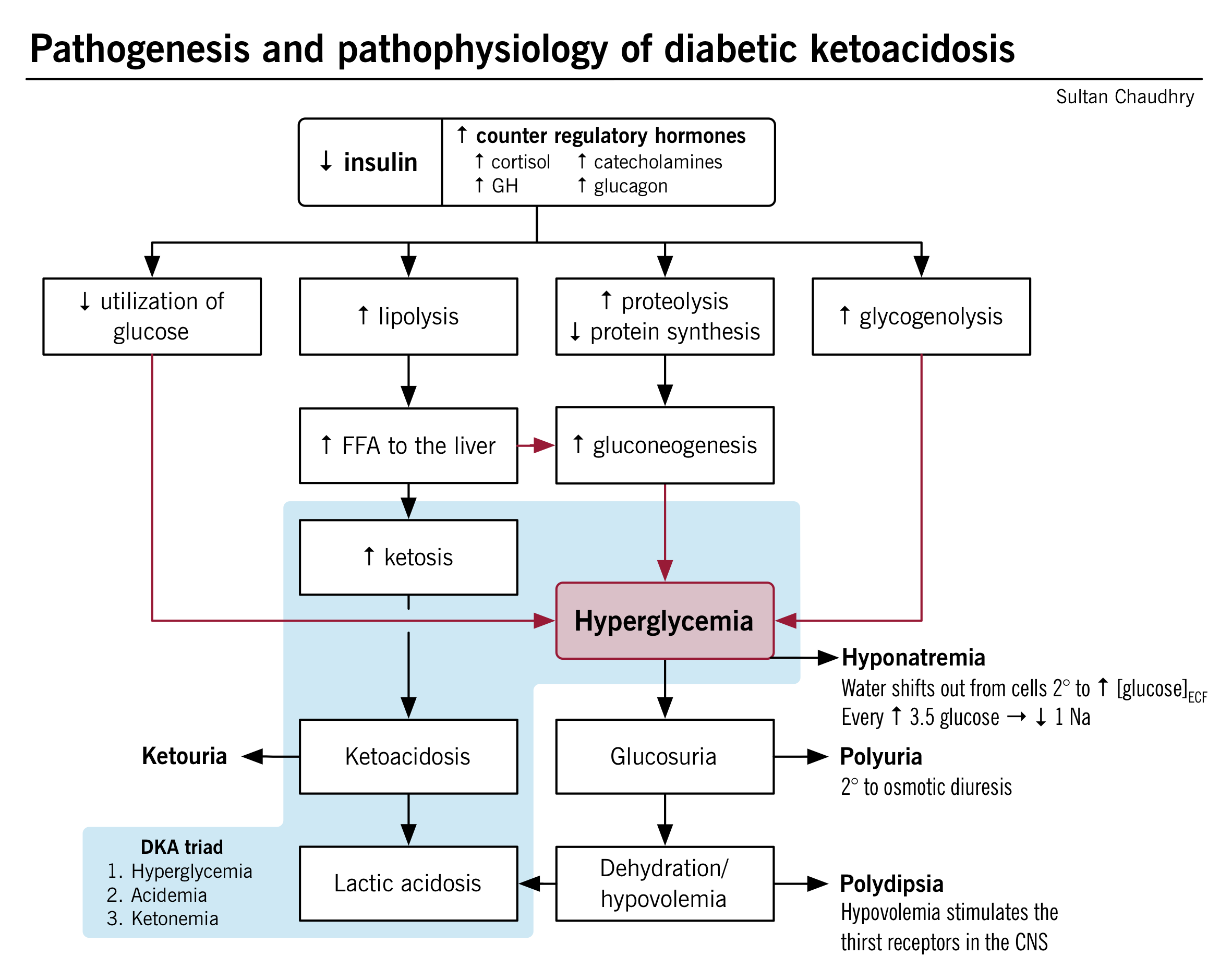 Pathogenesis And Pathophysiology Of Diabetic Ketoacidosis McMaster 