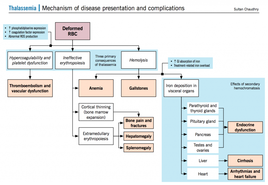 Thalassemia – McMaster Pathophysiology Review